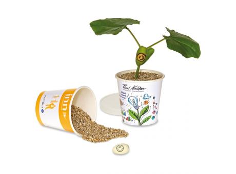 Wunderbohne - Samen-Pflanzset als Werbeartikel mit Logo bedrucken